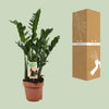 Zamioculcas 6-7 Veren - Hoogte 80-85 Cm. - Ø17cm - ↕80cm