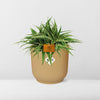 Chlorophytum Ocean 15cm in ELHO Vibes Fold 16cm round geel