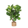 Ficus Lyrata (vertakt) Ø27cm ↕130cm in Albury NATURAL mand