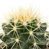 Cactus mix 5.5 cm - 5x - in Mexicaanse pot