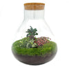 DIY terrarium - Sam XL Bonsai - ↕ 35 cm - Normal