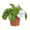 Pilea White Splash - Ø13cm - ↕20cm