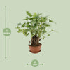 Philodendron Xanadu Op Stam - Ø22cm - ↕50cm