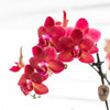 Kolibri Orchids | Rode Phalaenopsis orchidee – Congo + Gummy pot travertine – potmaat Ø9cm – 40cm hoog | bloeiende kamerplant in bloempot - vers van de kweker