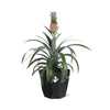 Ananas Mi Amigo in 14cm b.for rock living black