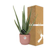 Aloe Vera 12cm in ELHO Vibes Fold 14cm roze