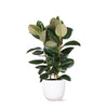 Ficus Elastica Robusta Ø27cm - ↕115cm in Boule WIT pot