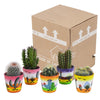 Cactus mix 5.5 cm - 5x - in Mexicaanse pot