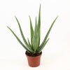 Aloe Vera P14 Zonder Kwekersetiket - Ø14cm - ↕45cm