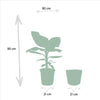 Monstera Deliciosa - Ø21cm - ↕75cm + Musa Dwarf Cavendish - Ø21cm - ↕90cm + Mand Igmar