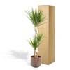 Dracaena met pot - ↨120cm - Ø21cm