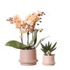 Kolibri Company - Planten set Ring pot zand | Set met geurende Phalaenopsis orchidee Ø9cm en groene planten Succulent Aloë Brevifolia Ø6cm  | incl. zand kleurige sierpotten