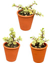 Succulenten- Portulacaria Afra- 8.5cm Ø- 10-20cm- 3 stuks - Teracotta