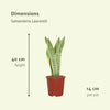 2x Sansevieria Laurentii - Vrouwentong - 40cm - ø14