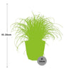 Cyperus Alternifolius Zumula Zonder Etiket in ELHO b.for rock 14 cm warm grey