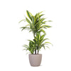 Dracaena Lemon Lime Ø21cm - ↕65cm in Boule TAUPE pot