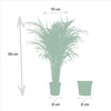 Areca met mand - ↨110cm -Ø21cm