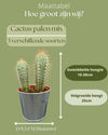 Cactus Palen Mix - 8.5cmØ- 15-20cm hoog - (3 Stuks) - Zinc - Ø9.5 cm