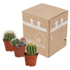 Bolcactus mix 8,5 cm | 3 stuks - zonder pot