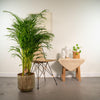 Areca palm met pot - ?130cm - Ø24cm