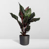 Calathea Ornata - Ø14 - ↨50cm