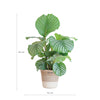 Calathea Orbifolia met Lissabon mand wit - 65cm - Ø19