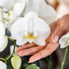 Kolibri Orchids | COMBI DEAL van 4 witte orchideeën - Ghent - potmaat Ø12cm | bloeiende kamerplant - vers van de kweker