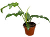 Philodendron Bob Cee - Ø17cm - ↕30cm