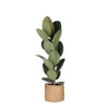 Ficus Elastica Robusta - Ø21cm - ↕90cm in Albury NATURAL mand