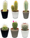 Cactus Mix - 6.5cmØ - 8-15cm hoog- (6 Stuks) - Modern Glasses - Ø7.5 cm