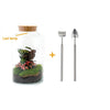 DIY terrarium - Milky Calathea with Light - ↕ 31 cm - Rake + Shovel