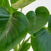 Plant Monstera with velvet pot