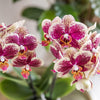 Kolibri Orchids | Geel rode phalaenopsis orchidee - Spain - potmaat Ø9cm | bloeiende kamerplant - vers van de kweker