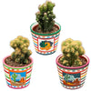 Cactus- Rotsen mix- 8.5cmØ- 13-17cm- 3 stuks - Mexico