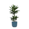 Dracaena Janet Lind Ø21cm - ↕90cm in Vibes BLUE pot