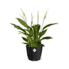 Spathiphyllum 12 Cm Torelli in 14cm b.for rock living black