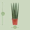 Sansevieria Straight - Ø12cm - ↕40cm