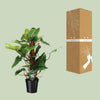 Philodendron Red Emerald - Ø19 ↕80