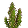 Cactus mix 5.5 cm - 5x - in witte pot