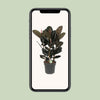 Ficus Abidjan - Ø27cm - ↕90cm