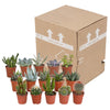 Cactus en vetplanten mix 5.5 cm | 15 stuks - zonder pot