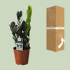 Zamioculcas Raven - Ø14cm - ↕45cm