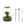 DIY terrarium - Milky met bonsai - ↕ 30 cm + RSTS - Rake + Shovel + Tweezer