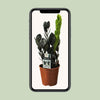 Zamioculcas Raven - Ø14cm - ↕45cm