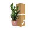 Zamioculcas – Hoogte 45-50 in ELHO Vibes Fold 14cm roze