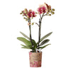 Kolibri Orchids | Geel rode phalaenopsis orchidee - Spain - potmaat Ø9cm | bloeiende kamerplant - vers van de kweker