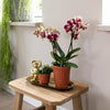 Kolibri Orchids | Geel rode phalaenopsis orchidee - Spain in Retro sierpot terracotta - potmaat Ø9cm - 40cm hoog | bloeiende kamerplant - vers van de kweker