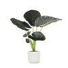 Alocasia Regal Shield Ø21cm - ↕100cm in Vibes WIT pot