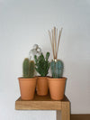 Cactus Palen Mix - 8.5cmØ- 15-20cm hoog - (3 Stuks) - Terracotta - Ø9.5 cm