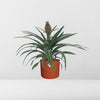 Ananas Mi Amigo 12 Cm Pot in ELHO b.for soft rond 14cm brique